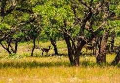 Ranch Deer